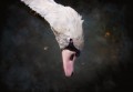 11 Cliche Cygne