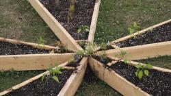 Cliquez pour agrandir Jardin collectif : conception et plantation