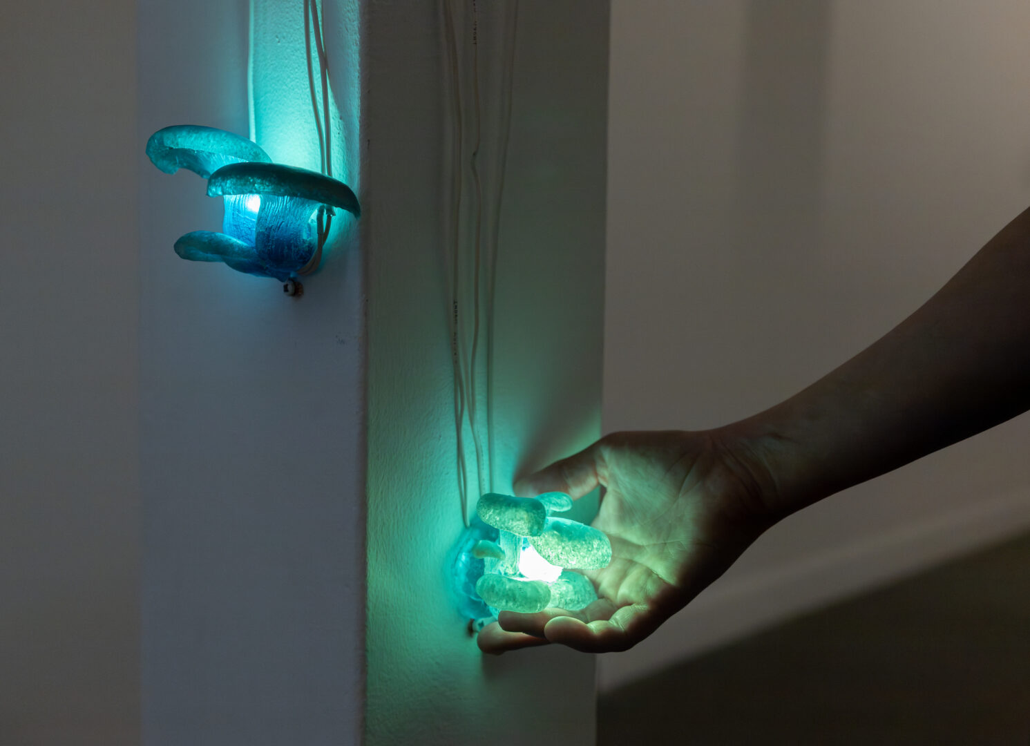 Détail de l'oeuvre de l'oeuvre installative et interactive Panellus stipticus (Capteur de mouvement et champignons), 2026 d'Amélie Brindamour. Crédit de la photographie : Mathieu Chouinard, Langage Plus, 2026.